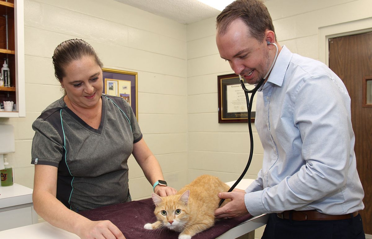 Services Vet in Daytona Beach Driftwood Animal Hospital
