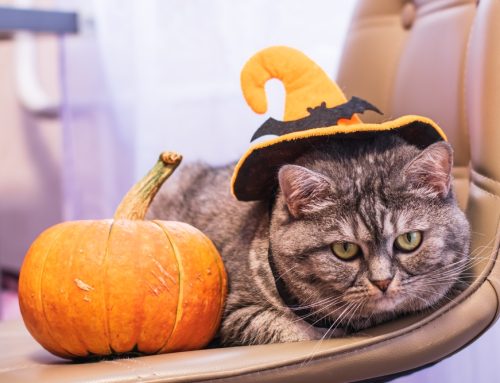5 Halloween Safety Tips for Your Pet