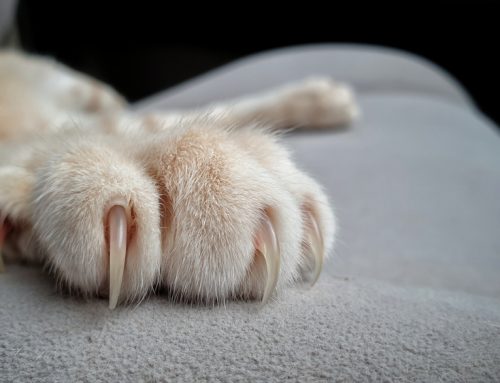 Scratching Beyond the Surface—Alternatives to Declawing Your Cat