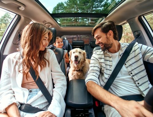 5 Tips To Keep Your Pet Safe While Traveling