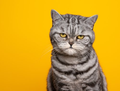 Feline Confidential—How Your Cat Really Feels