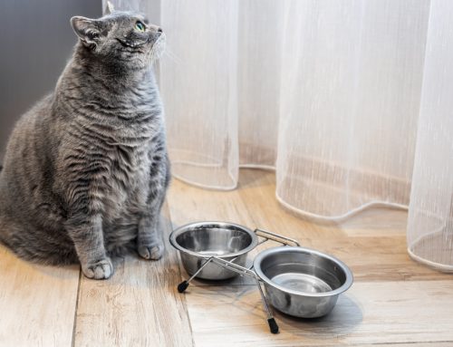 Fur or Fat? How to Tell If Your Pet Is Overweight