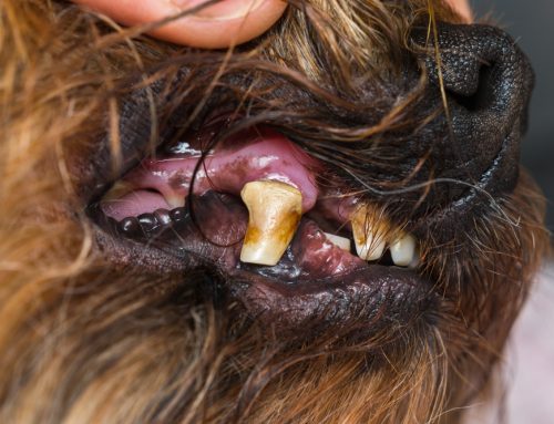 Gathering the Clues: Signs Your Pet Has Periodontal Disease