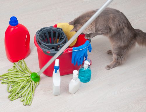 Protecting Your Pet from Poisons: Identifying Common Toxins