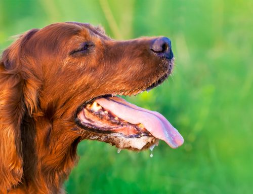 Panting Problems: What Your Dog’s Heavy Breathing Might Be Telling You