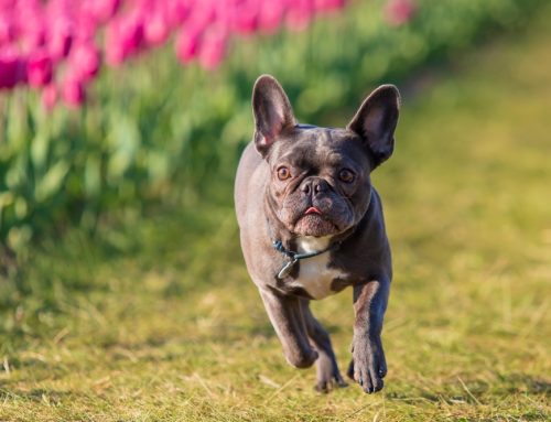 Keeping Your Frenchie Fit and Fabulous: A Guide to French Bulldog Health Care