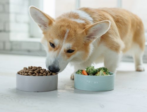 Decode Your Pet’s Diet: Mastering Pet Food Labels