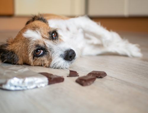 Pet Poison Control: Foods and Substances to Keep Away from Your Dog or Cat